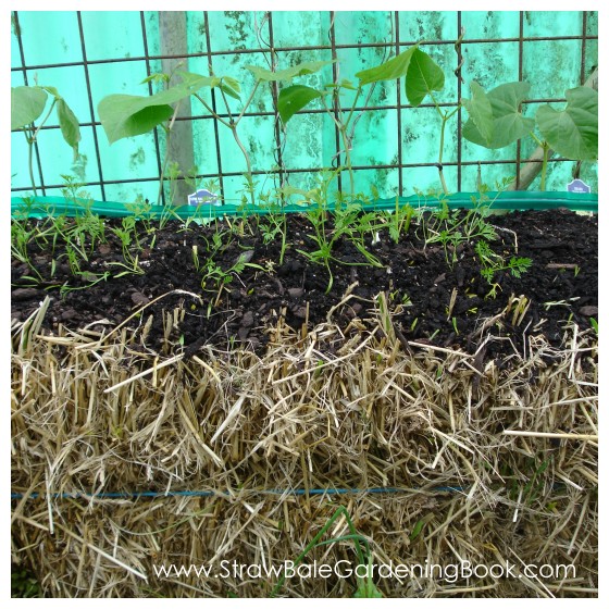 Beans Growing In A Straw Bale...