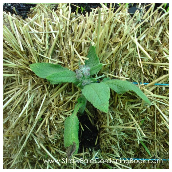 Borage Growing In Straw Bales...