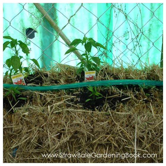 Chilli Peppers Growing In Straw Bales...