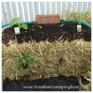 Pumpkins Growing In A Straw Bale...