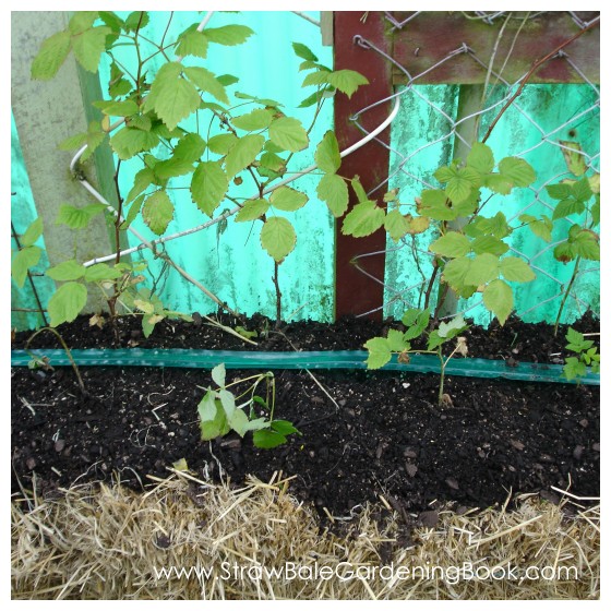 Raspberry Plants Growing In A Straw Bale...