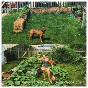 While This Straw Bale Garden Might Be Small, The Harvest Was Anything But…