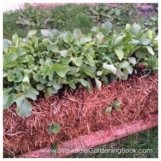 While This Straw Bale Garden Might Be Small, The Harvest Was Anything But…