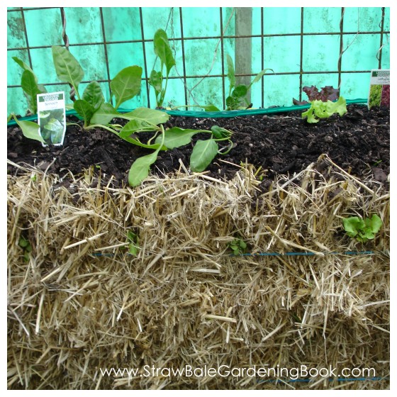 Lettuce & Spinach Growing In A Straw Bale...