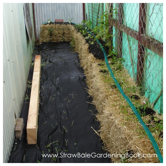 Initial Planting In The Straw Bale Garden...