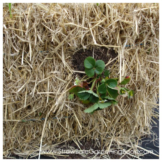 Strawberry Planted Vertically...