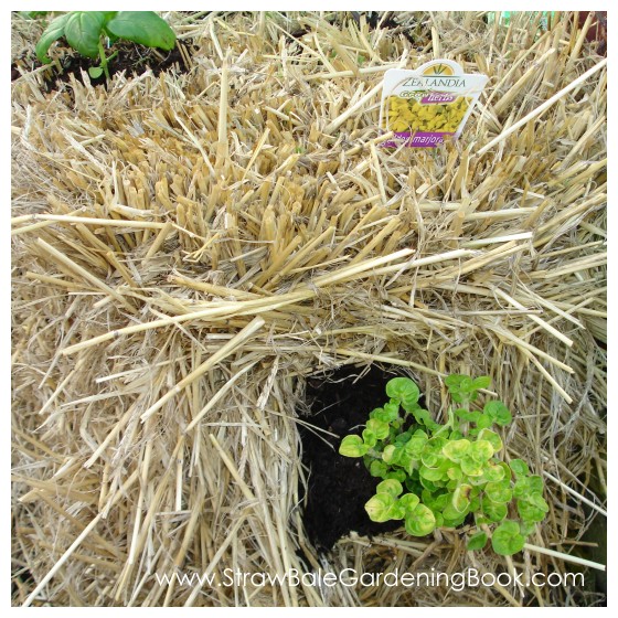 Golden Marjoram Growing In A Straw Bale...