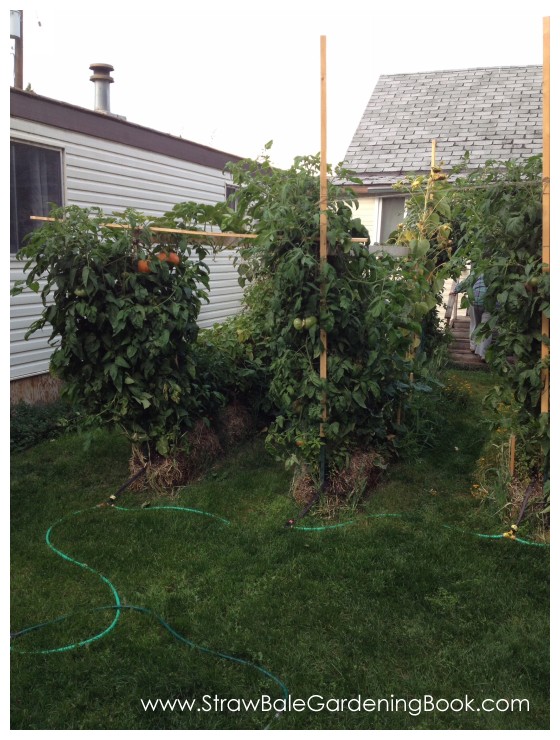 10 Foot Tomato Plants Growing In Straw Bales...
