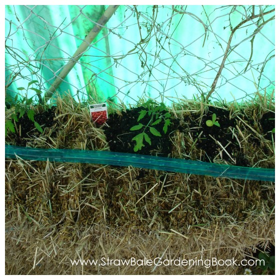 Tomatoes Growing In Bales...