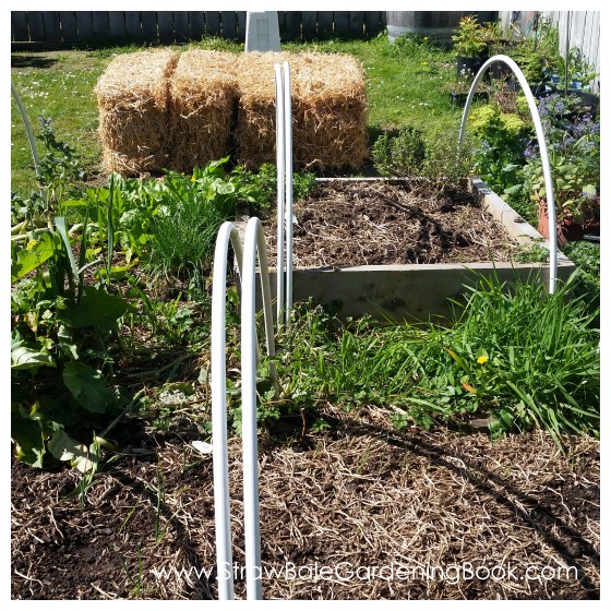 Straw Bale Garden Development...