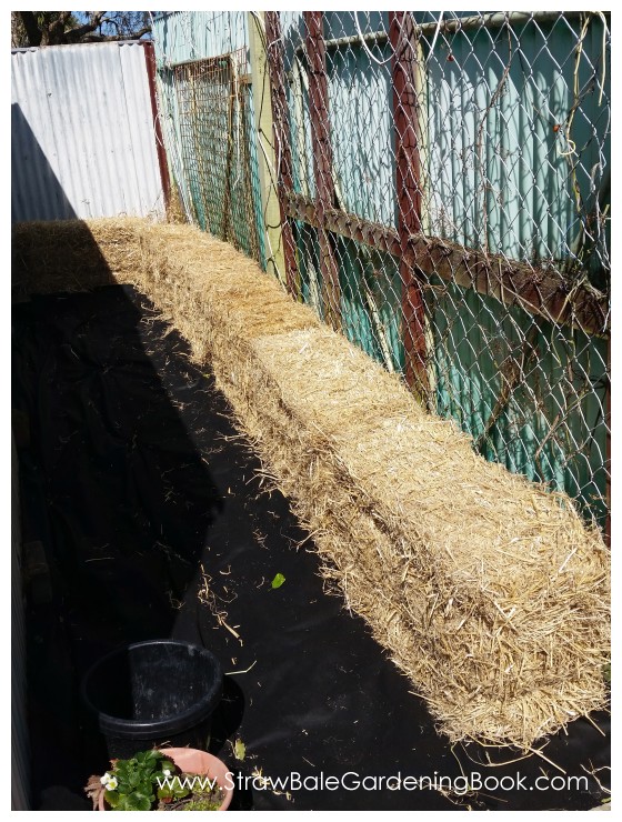 Straw Bale Garden Development...