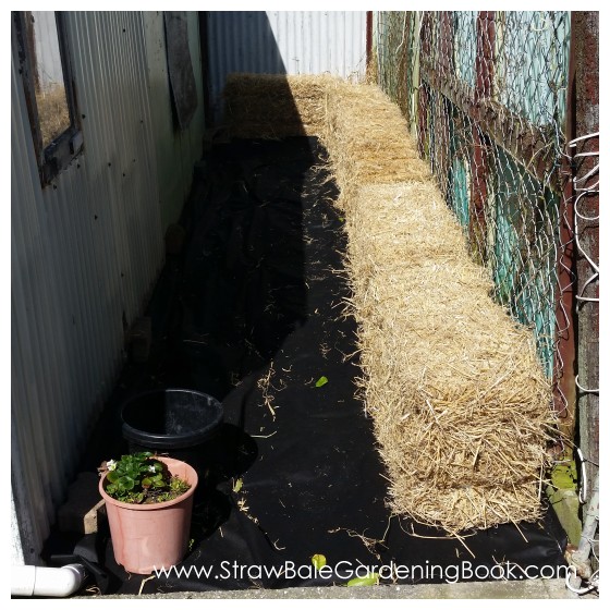 Straw Bale Garden Development...