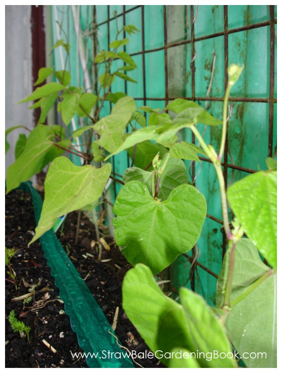 Scarlet Runner & Yellow Beans