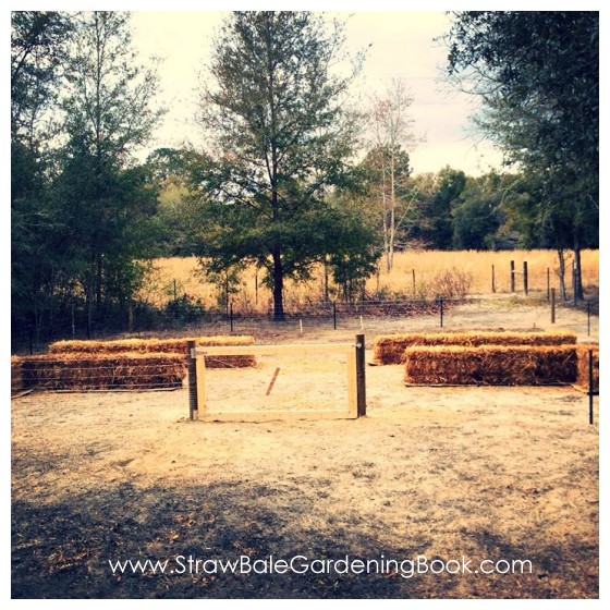 A Wonderful Example Of A Successful Straw Bale Garden...