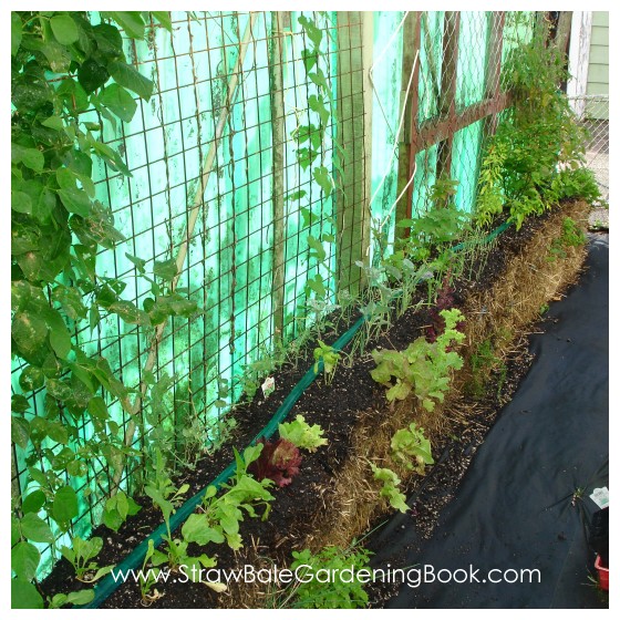 Straw Bale Garden Update 6 Months....