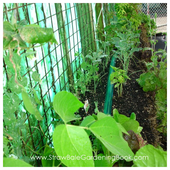 Straw Bale Garden Update 6 Months....