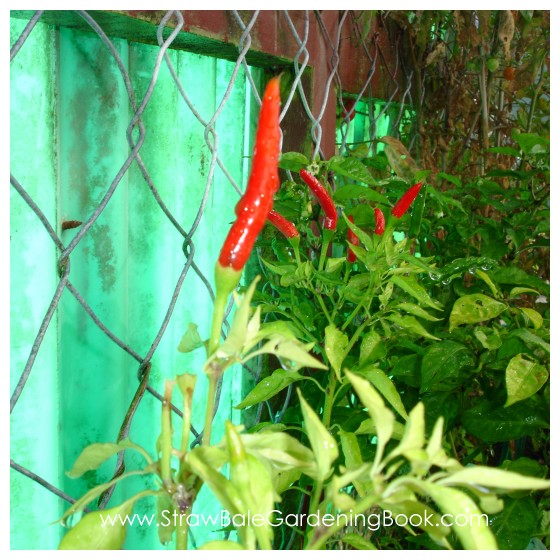 Straw Bale Garden Update 6 Months....