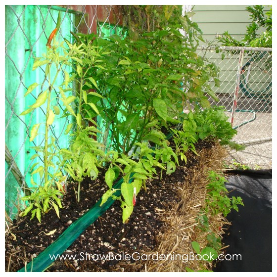 Straw Bale Garden Update 6 Months....