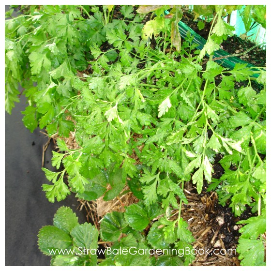 Straw Bale Garden Update 6 Months....