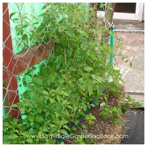 Straw Bale Garden Update 6 Months....