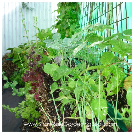 Straw Bale Garden Update 6 Months....