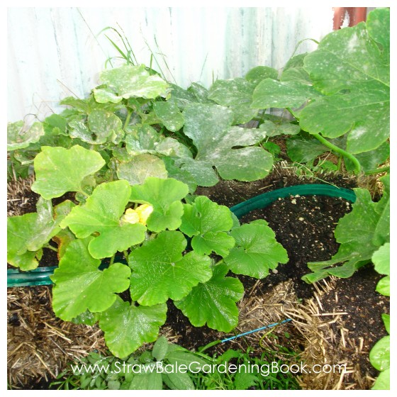 Straw Bale Garden Update 6 Months....