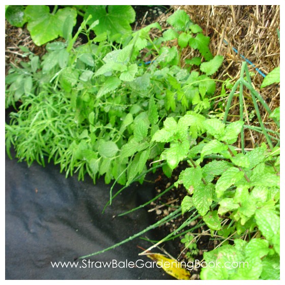 Straw Bale Garden Update 6 Months....