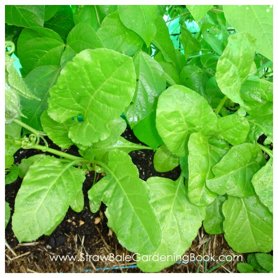 Straw Bale Garden Update 6 Months....