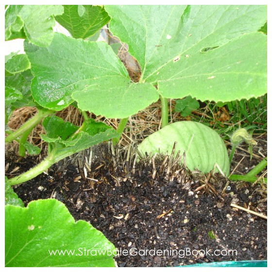 Straw Bale Garden Update 6 Months....