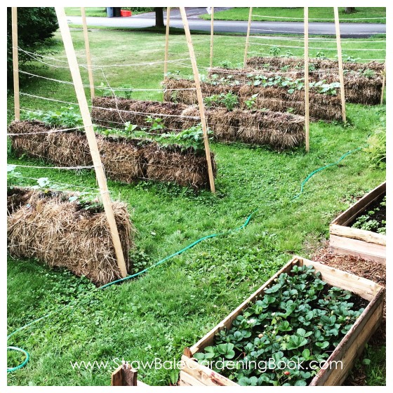 Straw Bale Garden Photo Gallery… Straw Bale Gardening