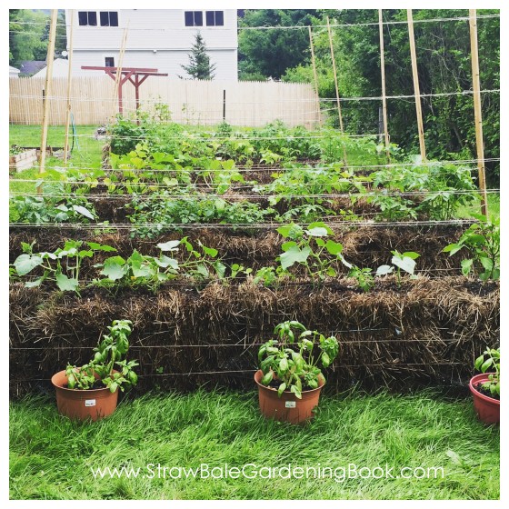 Straw Bale Garden Photo Gallery… Straw Bale Gardening