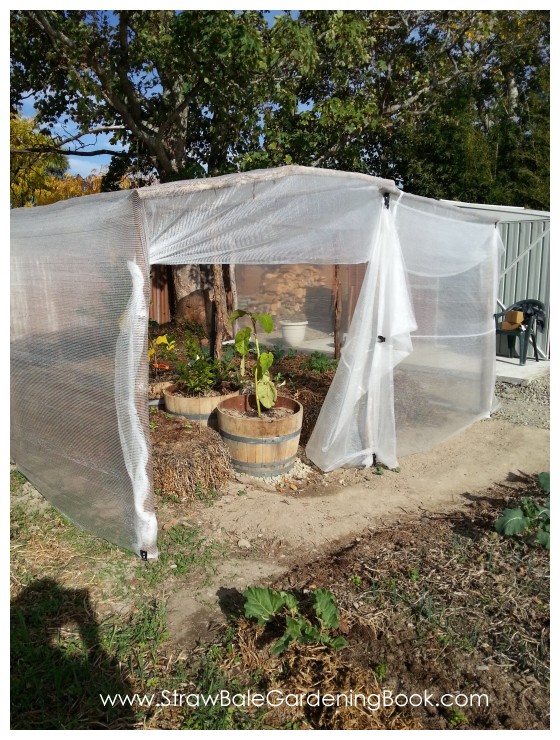 Straw Bale Garden Photo Gallery… Straw Bale Gardening