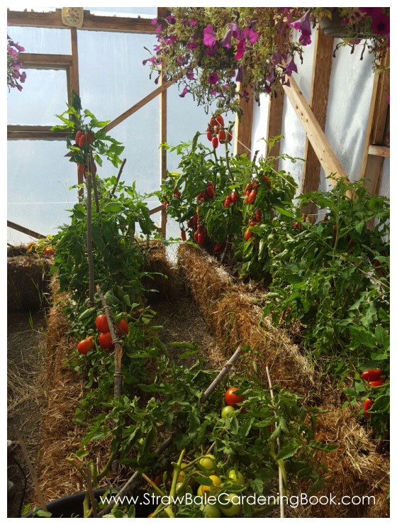 Straw Bale Garden In A Greenhouse...