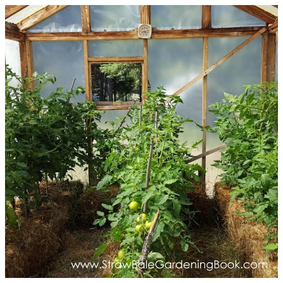 Setup A Straw Bale Garden Inside A Greenhouse For A Longer Growing Season...
