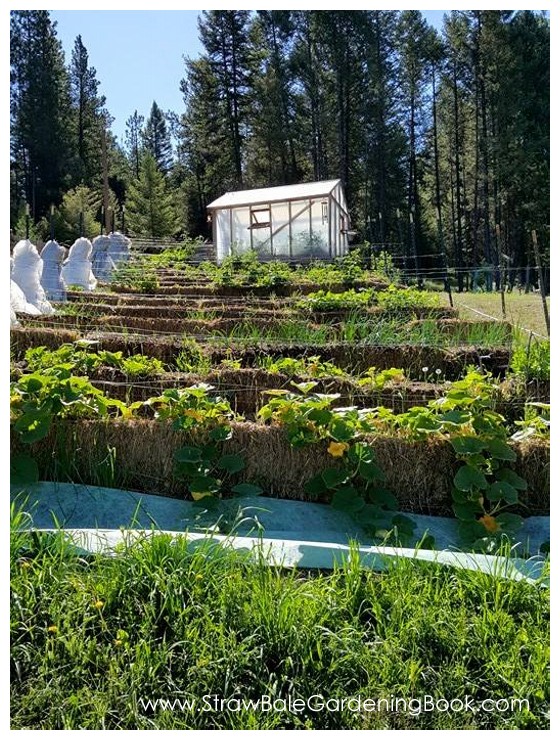 A Large Straw Bale Garden Setup For Massive Growing Potential…