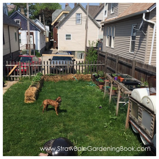 While This Straw Bale Garden Might Be Small, The Harvest Was Anything But…