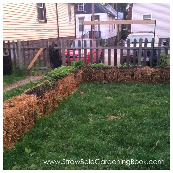 While This Straw Bale Garden Might Be Small, The Harvest Was Anything But…