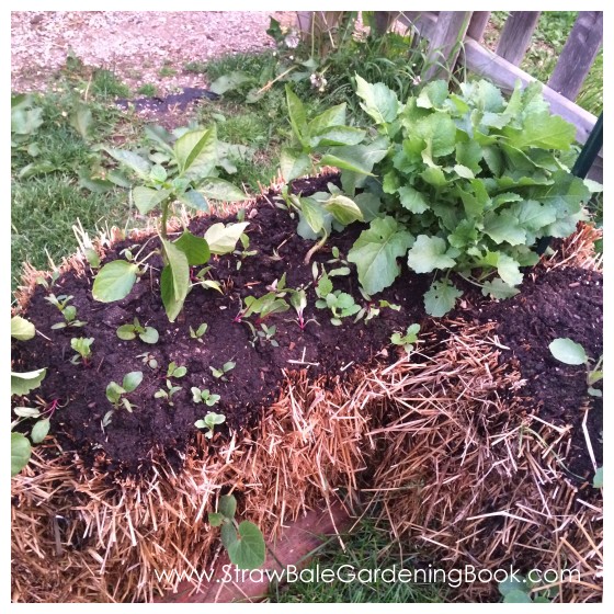 While This Straw Bale Garden Might Be Small, The Harvest Was Anything But…