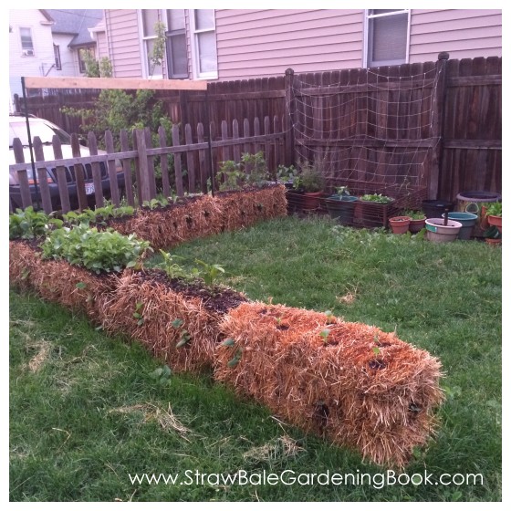 While This Straw Bale Garden Might Be Small, The Harvest Was Anything But…