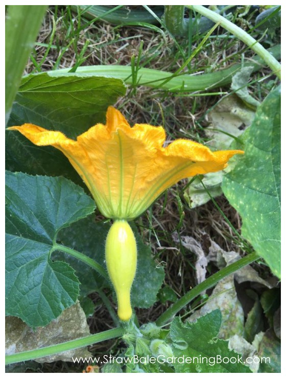 While This Straw Bale Garden Might Be Small, The Harvest Was Anything But…