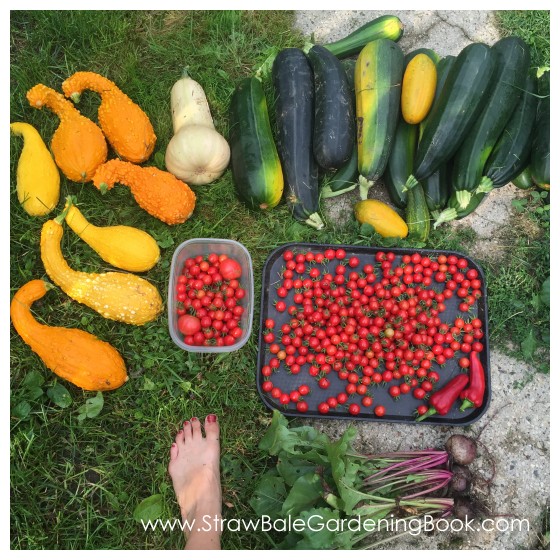 While This Straw Bale Garden Might Be Small, The Harvest Was Anything But…