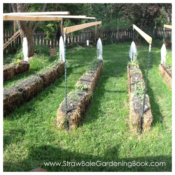 10 Foot Tomato Plants Growing In Straw Bales...