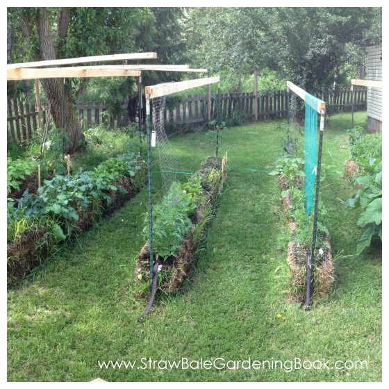 10 Foot Tomato Plants Growing In Straw Bales...