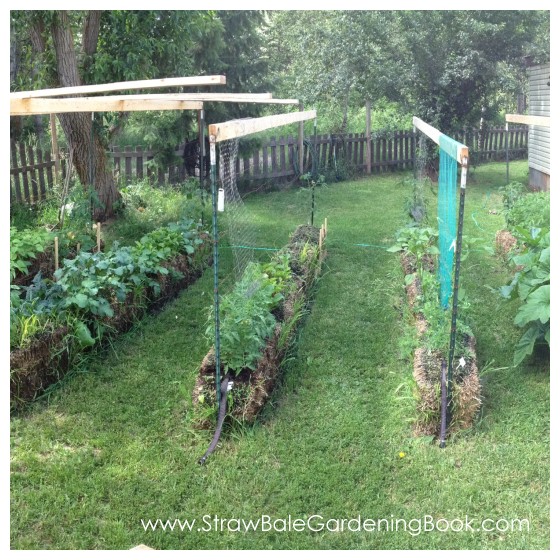 10 Foot Tomato Plants Growing In Straw Bales...