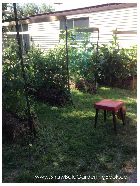 10 Foot Tomato Plants Growing In Straw Bales...