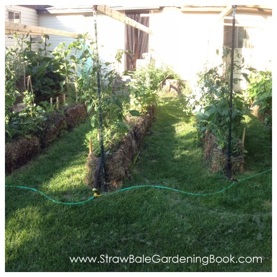 10 Foot Tomato Plants Growing In Straw Bales...