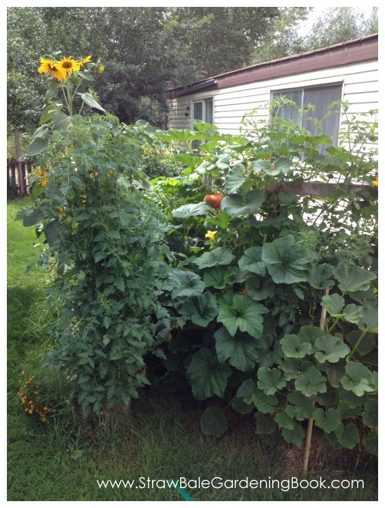 10 Foot Tomato Plants Growing In Straw Bales...