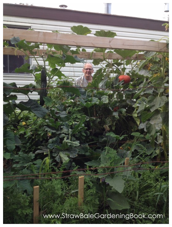 10 Foot Tomato Plants Growing In Straw Bales...