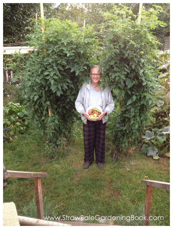 10 Foot Tomato Plants Growing In Straw Bales...