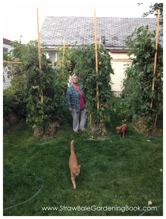 10 Foot Tomato Plants Growing In Straw Bales...